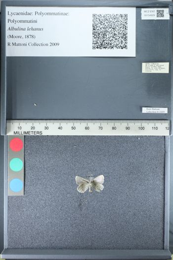 Media type: image;   Entomology 154929